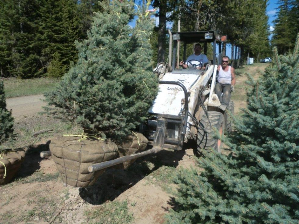 Wholesale Nursery Trees Forever Green Tree Farm